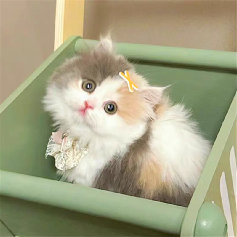 猫舍直销批发价格出售英国长毛猫